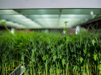 Jana proizvodi mikrobilje i klice u centru grada Jana proizvodi mikrobilje i klice u centru grada