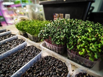 Jana proizvodi mikrobilje i klice u centru grada Jana proizvodi mikrobilje i klice u centru grada