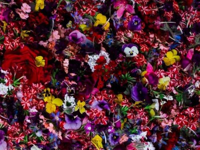 Jana proizvodi mikrobilje i klice u centru grada Jana proizvodi mikrobilje i klice u centru grada