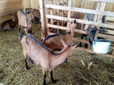 Janin raj etno domaćinstvo