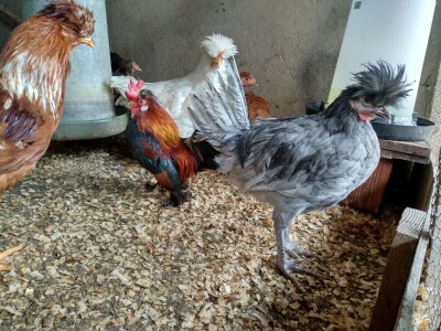 Janin raj etno domaćinstvo