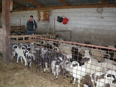 Janjci u štali farme Masle Obrt u Sinjskom polju