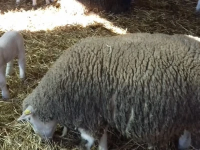 Janjenje ovaca