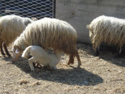 JANJETINA - Dalmatinci najviše vole plodove mora - na papršnjaku!