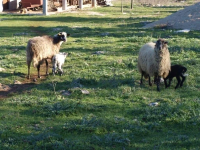 JANJETINA - Dalmatinci najviše vole plodove mora - na papršnjaku!