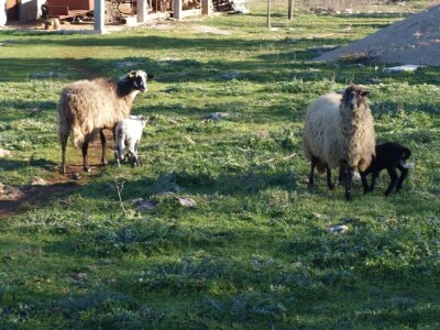 JANJETINA - Dalmatinci najviše vole plodove mora - na papršnjaku!