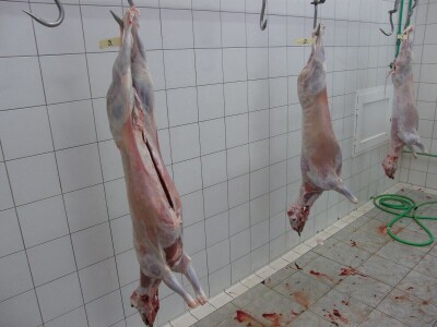 JANJETINA - Dalmatinci najviše vole plodove mora - na papršnjaku!