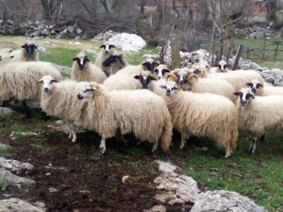 JANJETINA - Dalmatinci najviše vole plodove mora - na papršnjaku!