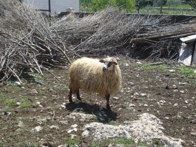 JANJETINA - Dalmatinci najviše vole plodove mora - na papršnjaku!