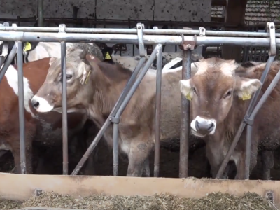 Janko Rakun, stočar iz Slovenije