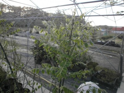 Japanska sofora Japanska sofora