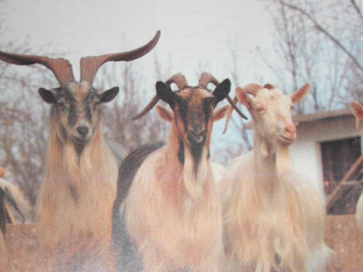 Jarac te hrvatska šarena i bijela koza