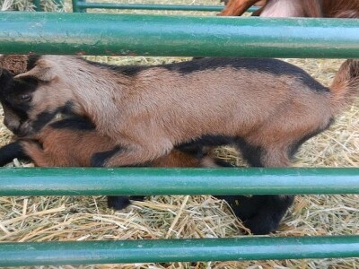 Kozarstvo u ekspanziji