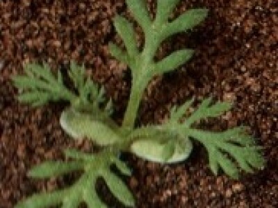 Jarmen - Anthemis arvensis