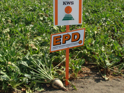 Dan polja KWS šećerne repe