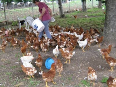 Zelje s OPG-a Zlatarek