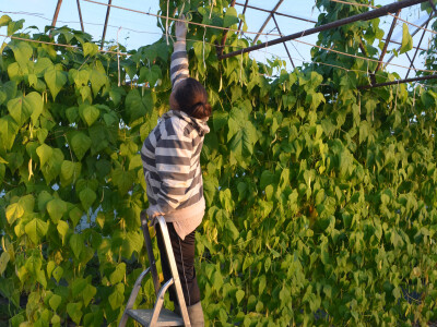 Divovske mahune u bjelovarskom plasteniku