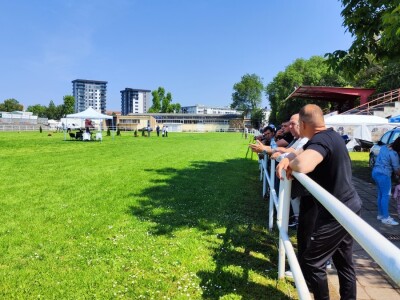 Javno ocenjivanje konja