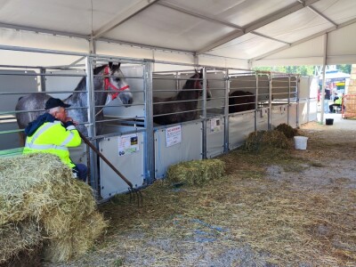 Javno ocenjivanje konja