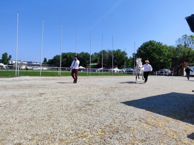 Javno ocenjivanje konja