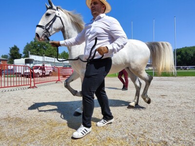 Javno ocenjivanje konja