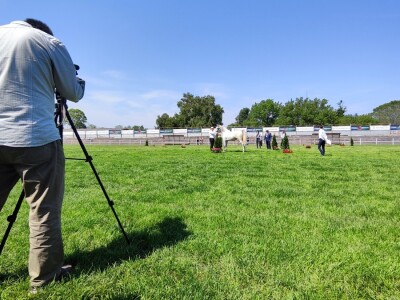 Javno ocenjivanje konja