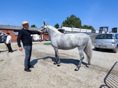 Javno ocenjivanje konja
