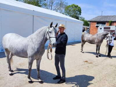 Javno ocenjivanje konja