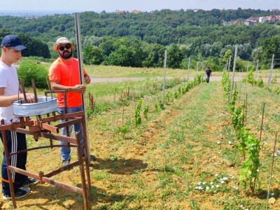 Jazbina - vinogradarsko voćarsko pokušalište