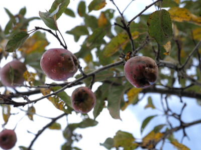 On je junak, a ona šefica! Eldin i Armina Muhović prepoznali blagodati sela