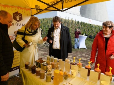 JE Dukovany: Berba grožđa u češkoj nuklearki - proizvest će i vino