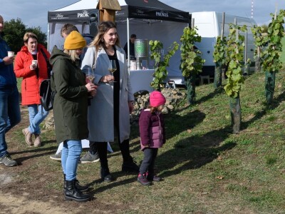 JE Dukovany: Berba grožđa u češkoj nuklearki - proizvest će i vino
