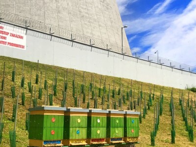 JE Dukovany: Berba grožđa u češkoj nuklearki - proizvest će i vino