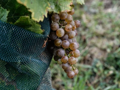 JE Dukovany: Berba grožđa u češkoj nuklearki - proizvest će i vino
