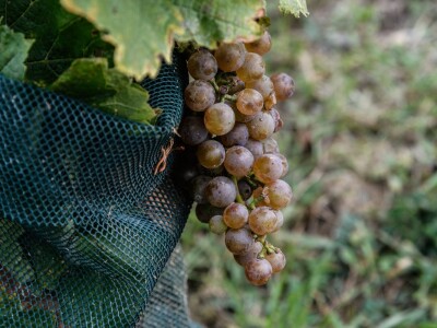 JE Dukovany: Berba grožđa u češkoj nuklearki - proizvest će i vino