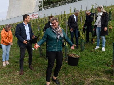 JE Dukovany: Berba grožđa u češkoj nuklearki - proizvest će i vino