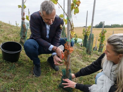 JE Dukovany: Berba grožđa u češkoj nuklearki - proizvest će i vino