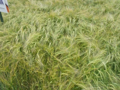 Ječam