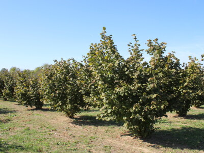 Jedan dan s prodajnom predstavnicom i savjetodavkom Daliborkom Maras iz Timac Agro