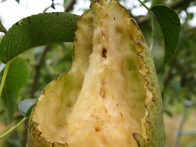 SCARYBIRD: Da više u proizvodnji nemate problema s pticama