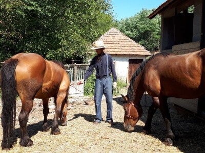 Jedini srpski Amiš sa porodicom živi kraj Aleksinca