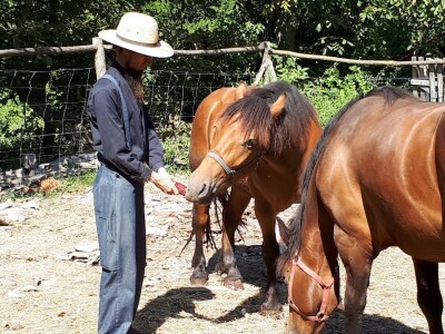 Jedini srpski Amiš sa porodicom živi kraj Aleksinca
