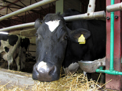 Farma Sanje Bugarski u Kuli