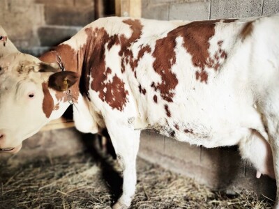 OPG Plahutar Ivan OPG Plahutar Ivan