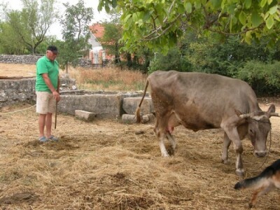 Jedna od muznih krava na imanju Majić-Zec