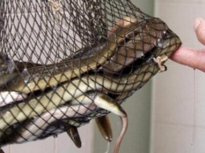 Jegulja - gastronomski specijalitet neretvanske kuhinje Jegulja - gastronomski specijalitet neretvanske kuhinje