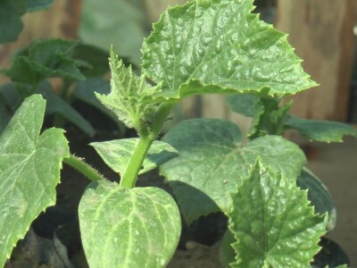 Jelena kalemi lubenicu i takav rasad se mnogo više kupuje, foto: M. Lazarević