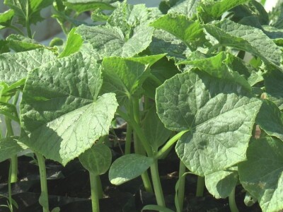 Jelena kalemi lubenicu i takav rasad se mnogo više kupuje, foto: M. Lazarević