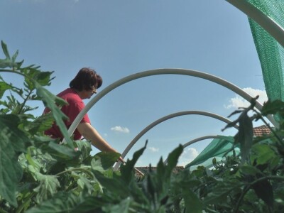 Jelena kalemi lubenicu i takav rasad se mnogo više kupuje, foto: M. Lazarević