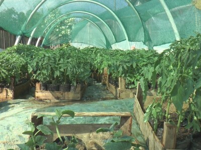 Jelena kalemi lubenicu i takav rasad se mnogo više kupuje, foto: M. Lazarević